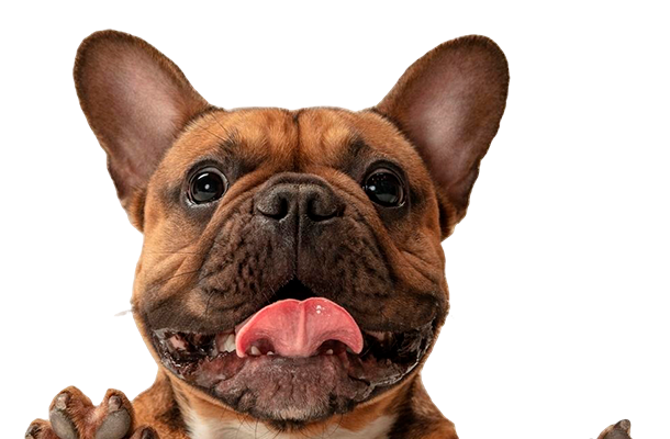 Buldogue francês