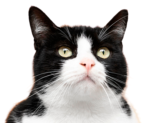 Gato